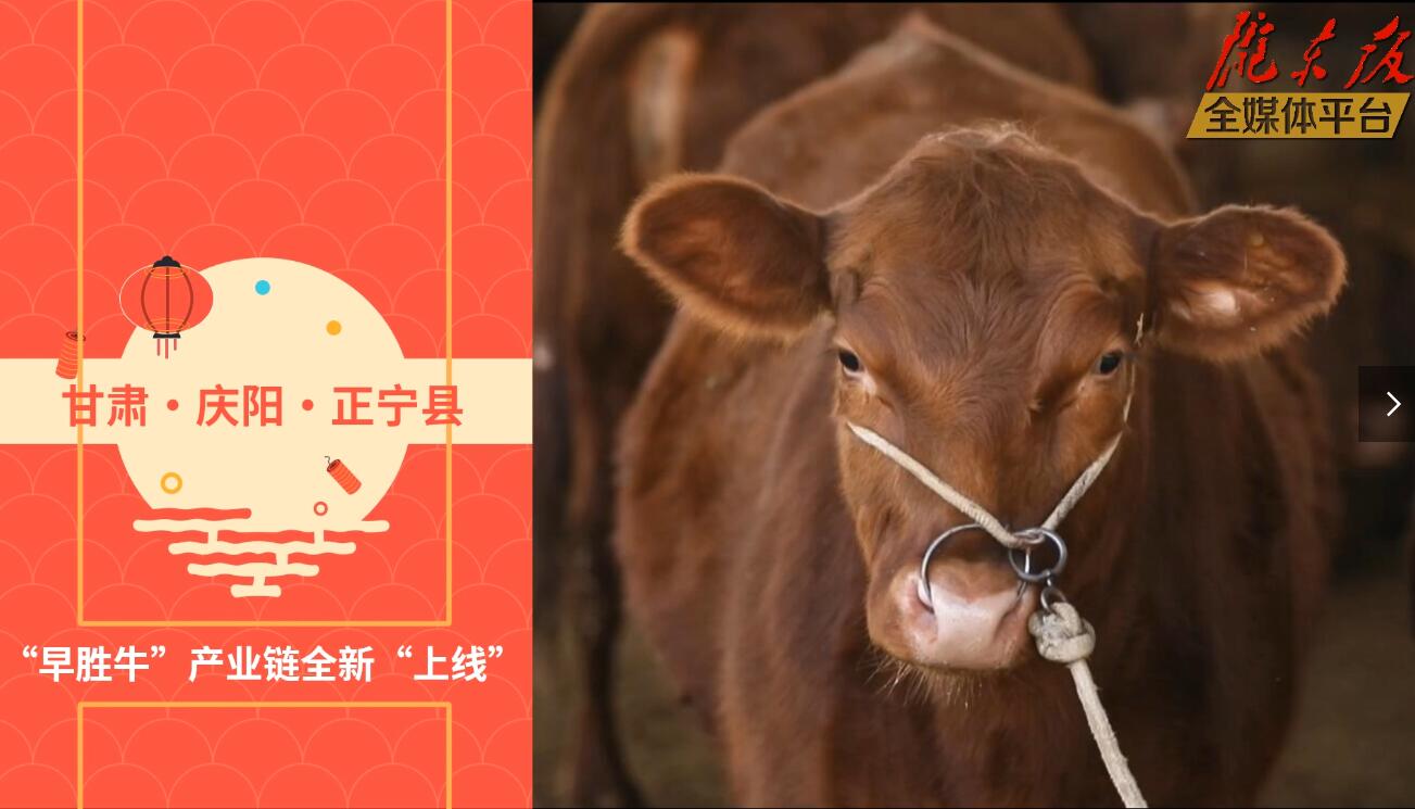 【慶陽視頻】目標(biāo)20萬頭！正寧縣打造西北肉牛養(yǎng)殖大縣