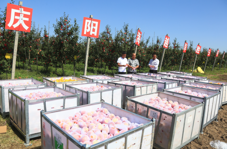 9月20日，慶陽(yáng)海越農(nóng)業(yè)發(fā)展有限公司早勝基地蘋果喜獲豐收，吸引了外地客商前來采購(gòu)。圖為客商正在查看果品。特約攝影 李建琪 攝
