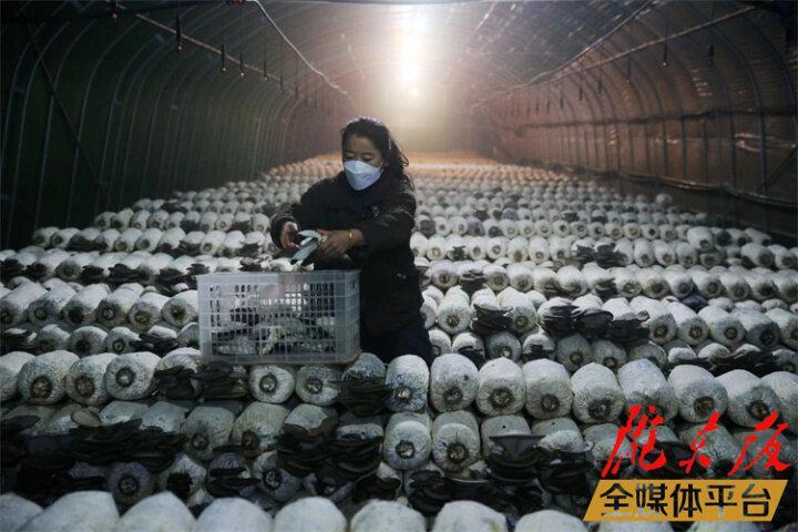 【新春走基層】小蘑菇里的生態(tài)致富經