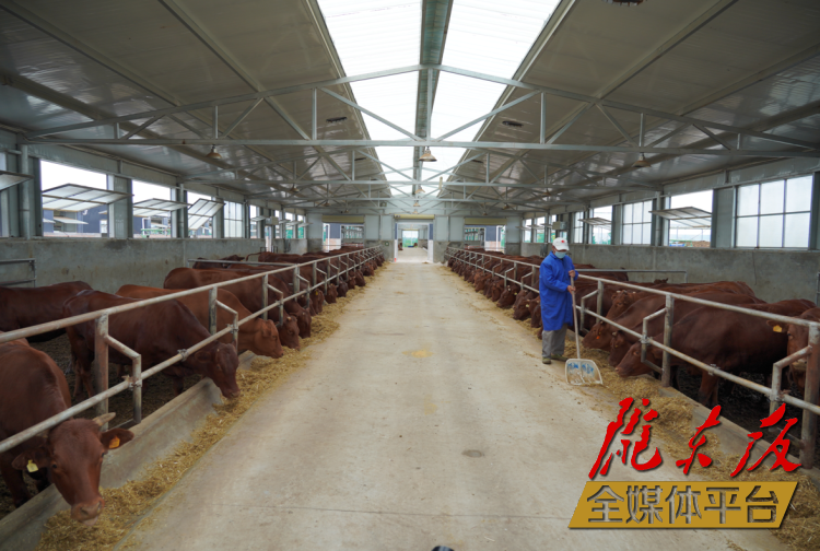 正寧縣正興現(xiàn)代農(nóng)牧千頭早勝牛繁育基地。本報記者 劉萍凝 攝