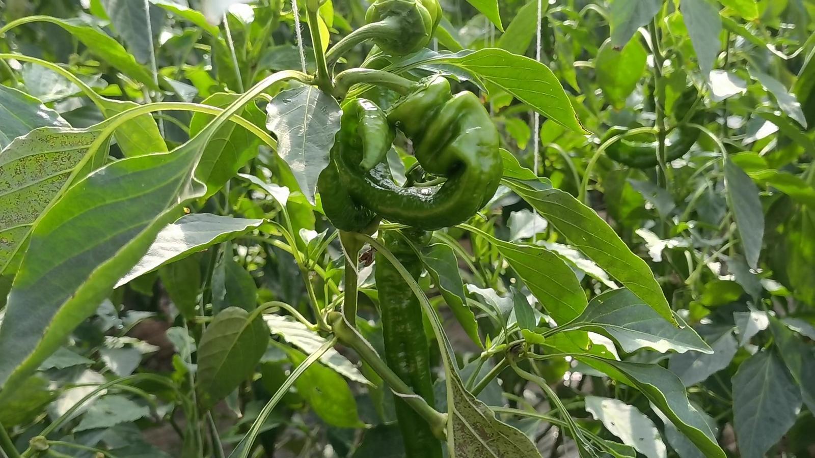 【春潮涌 繪新景丨寧縣篇】把“餐桌配菜”變成“致富主菜”！湘樂鎮(zhèn)奏響鄉(xiāng)村振興“椒”響曲