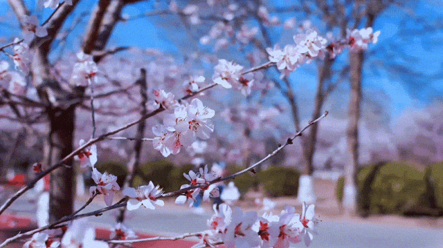 慶陽的春日，舉目晴明，一路春暖花開