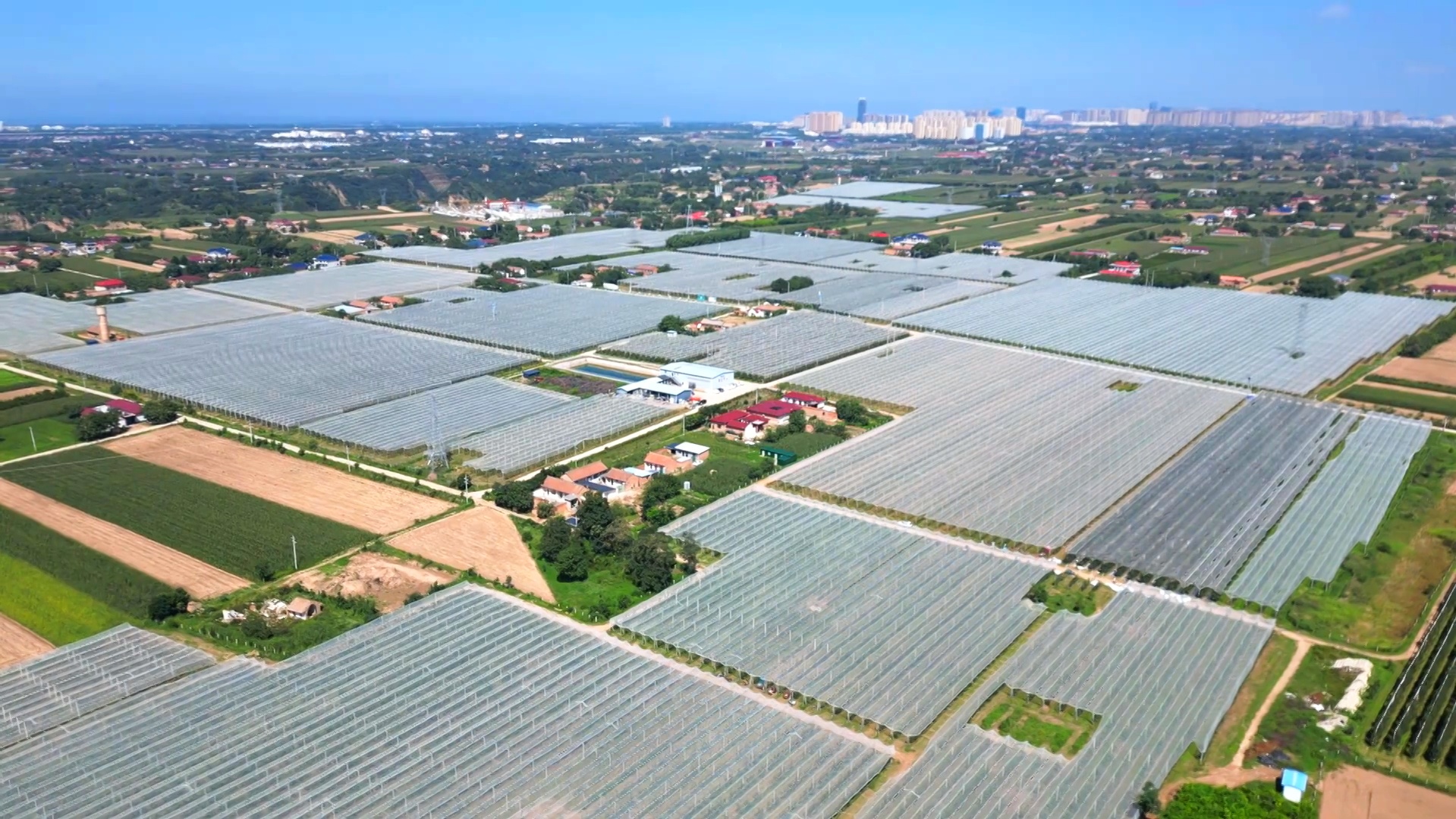 甘肅慶陽中熟蘋果走俏中秋市場 你的果盤里有它嗎？