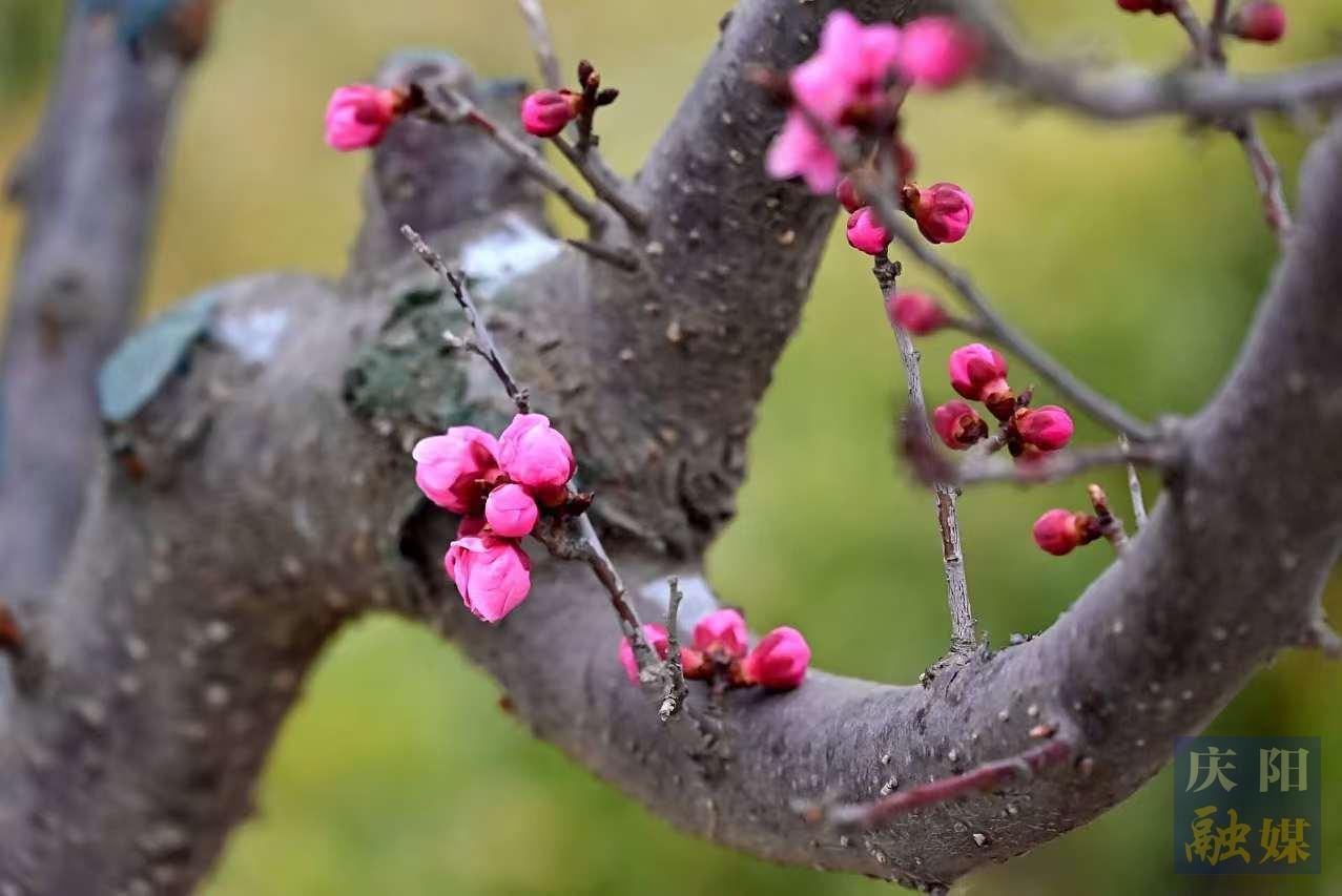 【美圖慶陽(yáng)】西峰區(qū)人防廣場(chǎng)春梅盛放