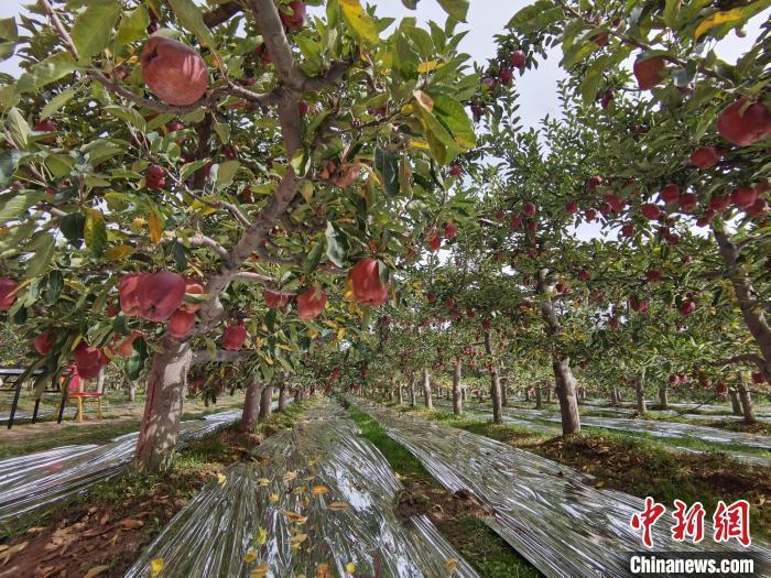 花牛蘋果故鄉(xiāng)讓天水花?！案！?>

                        <div   id=