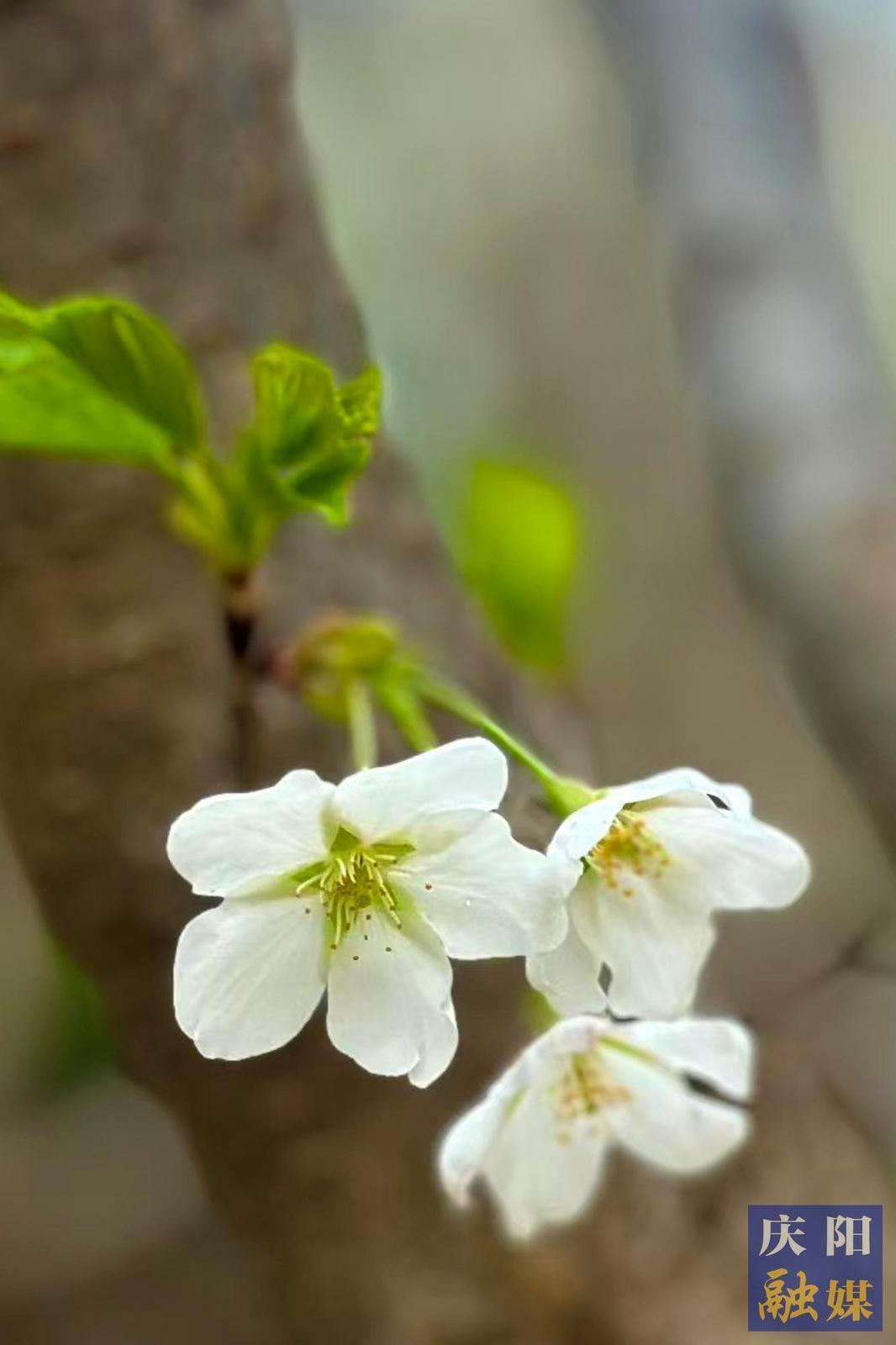 【大美慶陽(yáng)】梨花綻放