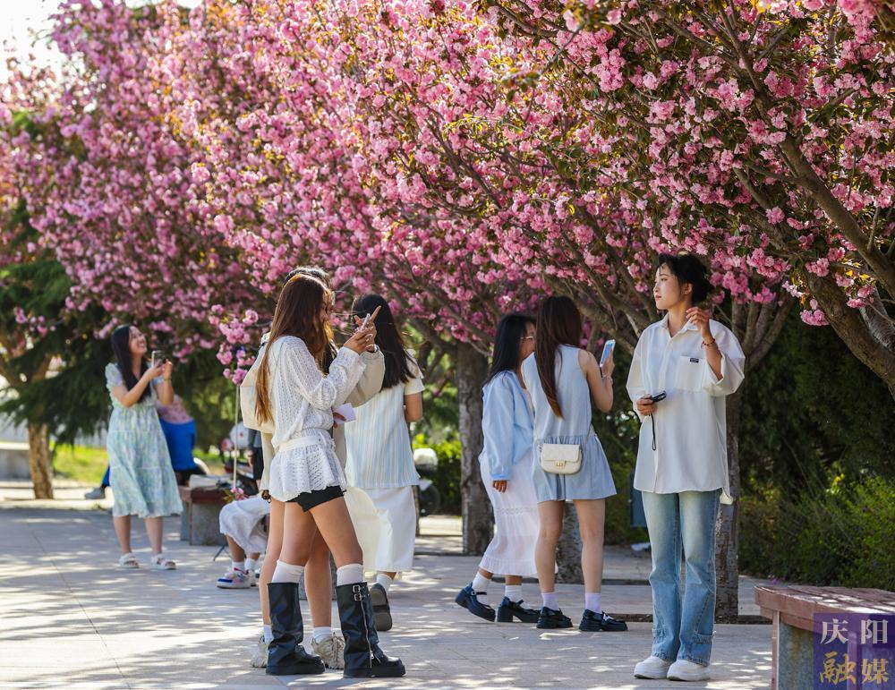 【攝影報道】 春日西峰，櫻花如詩，市民共赴浪漫花事